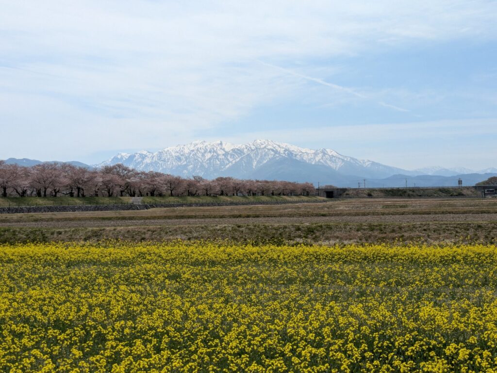 あさひ舟川「春の四重奏」