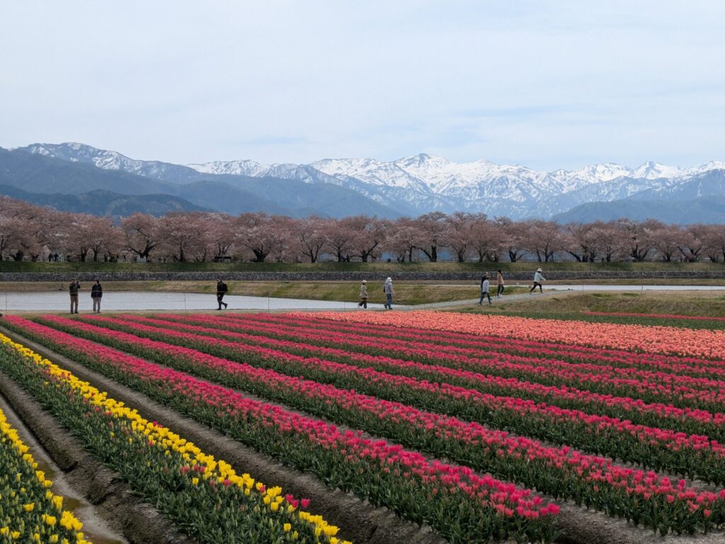 あさひ舟川　春の4重奏
